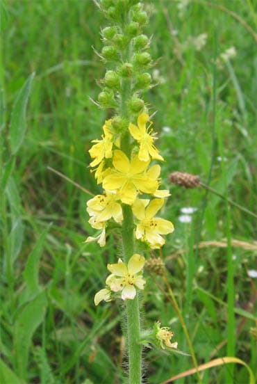 Agrimonia eupatoria